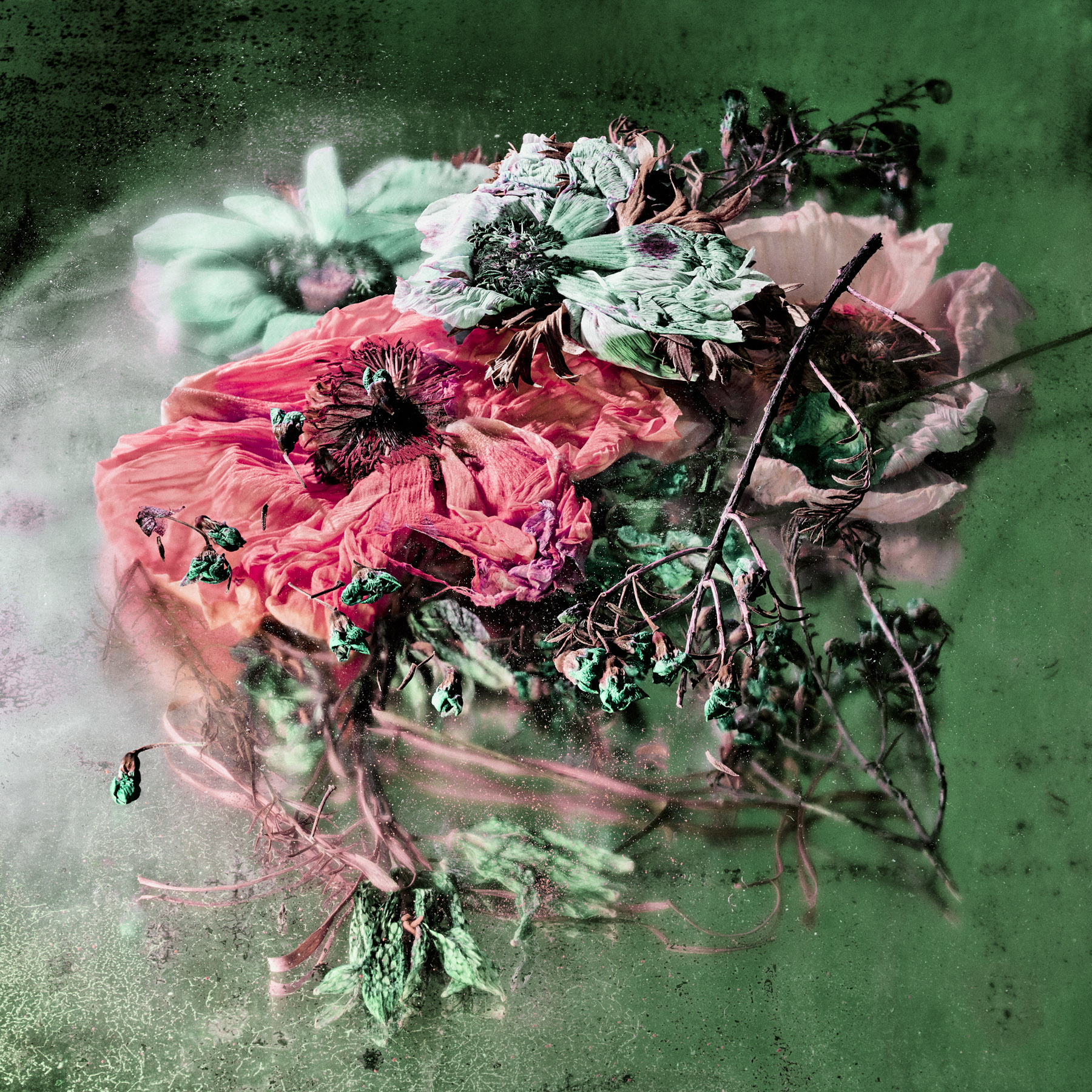 Herbarium_square